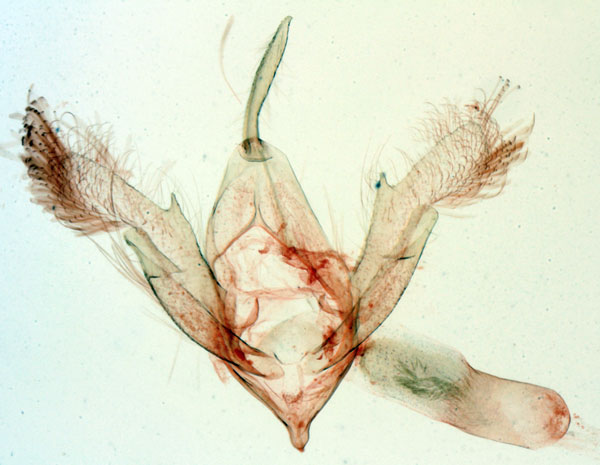 /filer/webapps/moths/media/images/E/elongalis_Dragana_GMHT_MNHN_2802.jpg