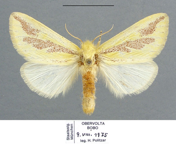 /filer/webapps/moths/media/images/E/elongata_Antheua_AF_ZSM.jpg