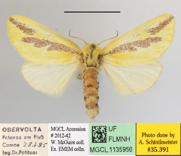 /filer/webapps/moths/media/images/E/elongata_Antheua_A_MGCLa_01.JPG