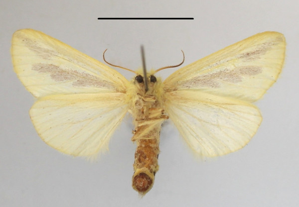 /filer/webapps/moths/media/images/E/elongata_Antheua_A_MGCLb_01.JPG