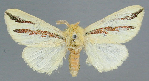 /filer/webapps/moths/media/images/E/elongata_Antheua_A_RMCA.jpg