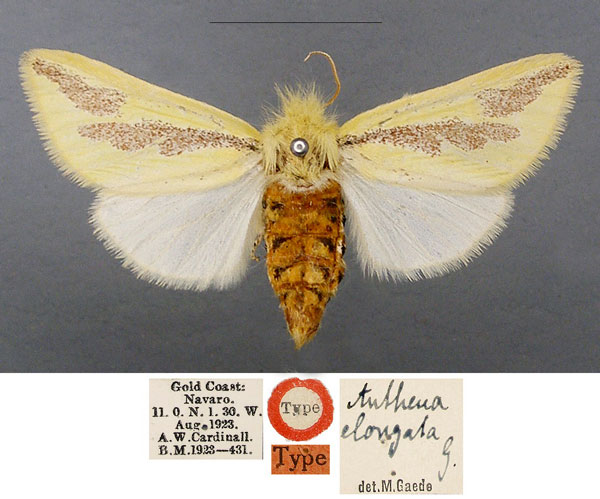 /filer/webapps/moths/media/images/E/elongata_Antheua_HT_NHMUK.jpg