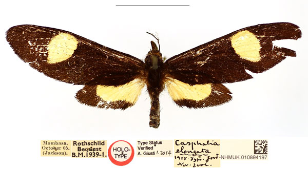 /filer/webapps/moths/media/images/E/elongata_Casphalia_HT_BMNH_l9ff1fj.jpg