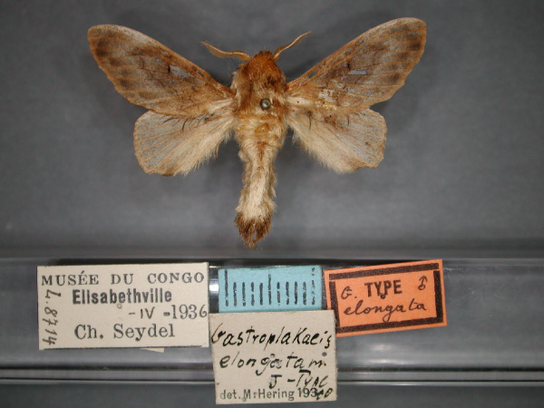 /filer/webapps/moths/media/images/E/elongata_Gastroplakaeis_HT_RMCA_01.jpg