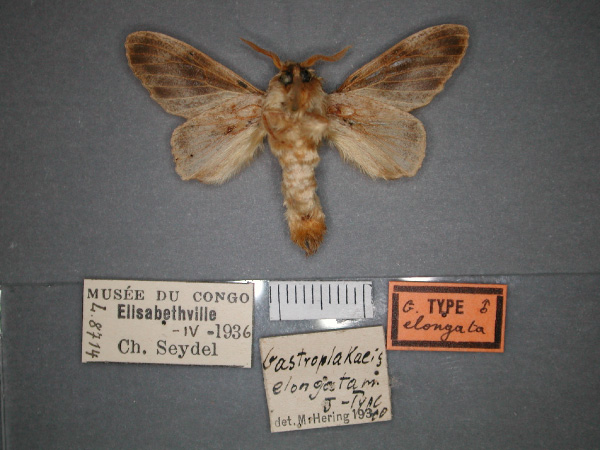 /filer/webapps/moths/media/images/E/elongata_Gastroplakaeis_HT_RMCA_02.jpg