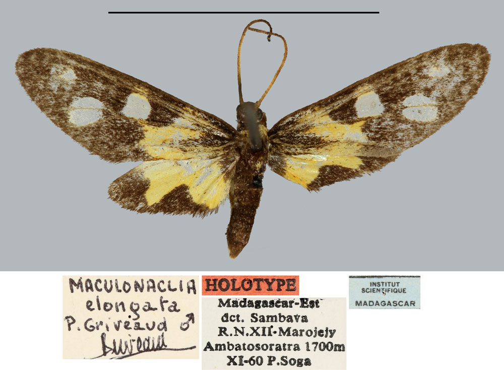 /filer/webapps/moths/media/images/E/elongata_Maculonaclia_HT_MNHN.jpg