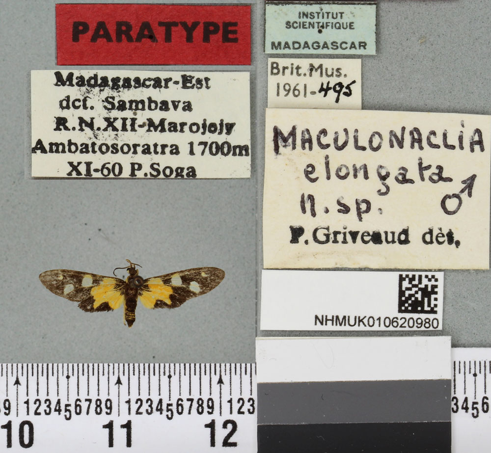 /filer/webapps/moths/media/images/E/elongata_Maculonaclia_PTM_BMNHa.jpg