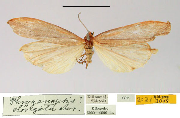 /filer/webapps/moths/media/images/E/elongata_Phryganopsis_HT_SNHM.jpg