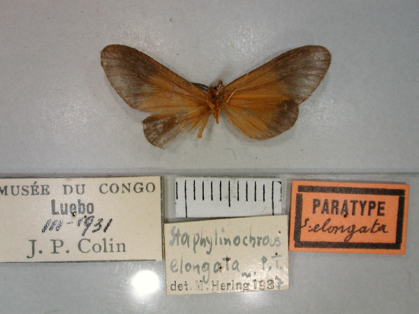 /filer/webapps/moths/media/images/E/elongata_Staphylinochrous_PT_RMCA_02.jpg