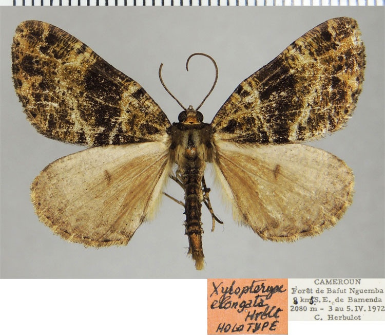 /filer/webapps/moths/media/images/E/elongata_Xylopteryx_HT_ZSMa.jpg