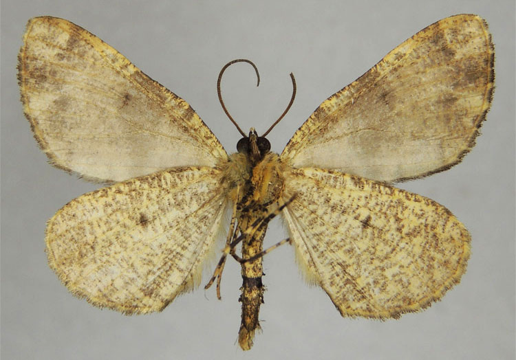 /filer/webapps/moths/media/images/E/elongata_Xylopteryx_HT_ZSMb.jpg