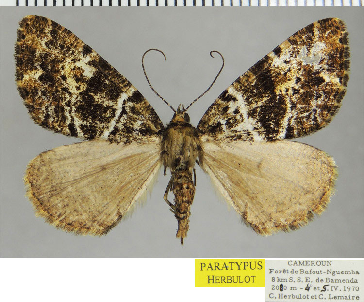 /filer/webapps/moths/media/images/E/elongata_Xylopteryx_PTF_ZSM_01.jpg