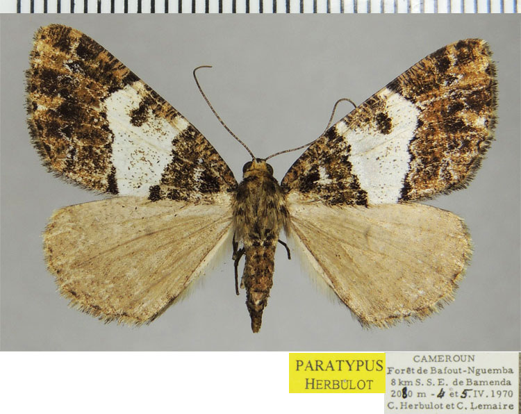 /filer/webapps/moths/media/images/E/elongata_Xylopteryx_PTF_ZSM_02.jpg