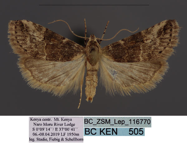 /filer/webapps/moths/media/images/E/elongata_Zebeeba-_HT_Stadie.jpg