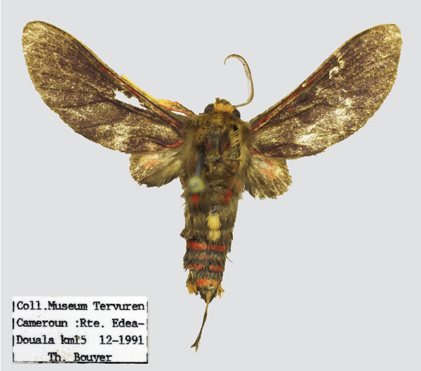 /filer/webapps/moths/media/images/E/eloumdeni_Tervurenia_HT_RMCA.jpg