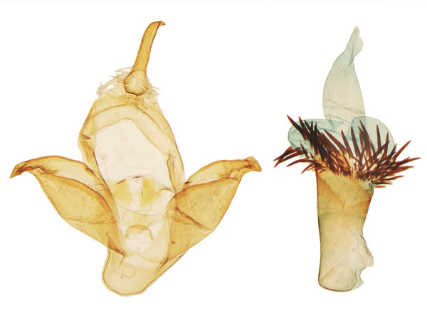 /filer/webapps/moths/media/images/E/eloumdeni_Tervurenia_PTGM_RMCA.jpg