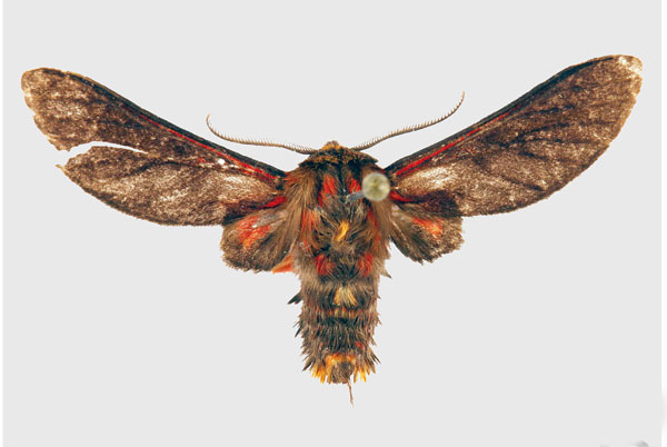 /filer/webapps/moths/media/images/E/eloumdeni_Tervurenia_PT_ZSM_01.jpg