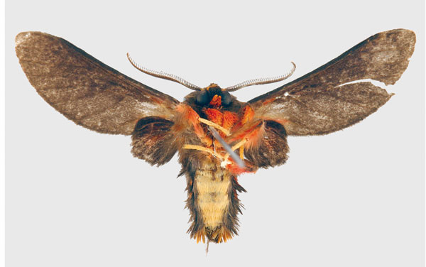 /filer/webapps/moths/media/images/E/eloumdeni_Tervurenia_PT_ZSM_02.jpg