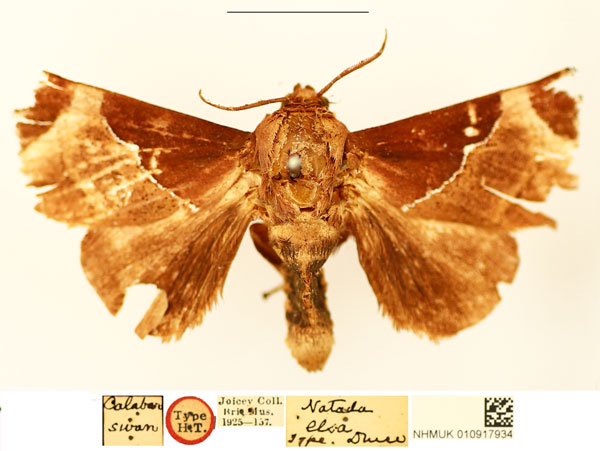 /filer/webapps/moths/media/images/E/elsa_Natada_HT_BMNH_pCuJJzx.jpg