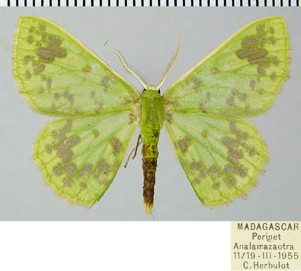 /filer/webapps/moths/media/images/E/eluta_Blechroneromia_AM_ZSMa.jpg