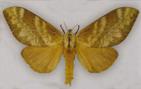 /filer/webapps/moths/media/images/E/elygara_Pachytrina_PTF_MfN.jpg