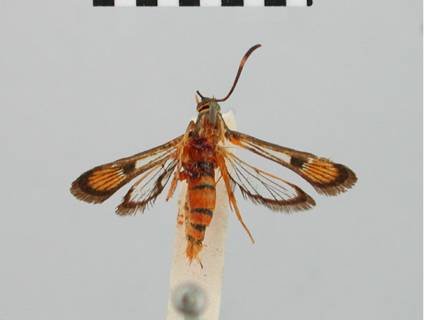 /filer/webapps/moths/media/images/E/elymais_Chamanthedon_STF_BMNH.jpg