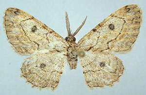 /filer/webapps/moths/media/images/E/emanai_Orbamia_HT_ZSMa.jpg