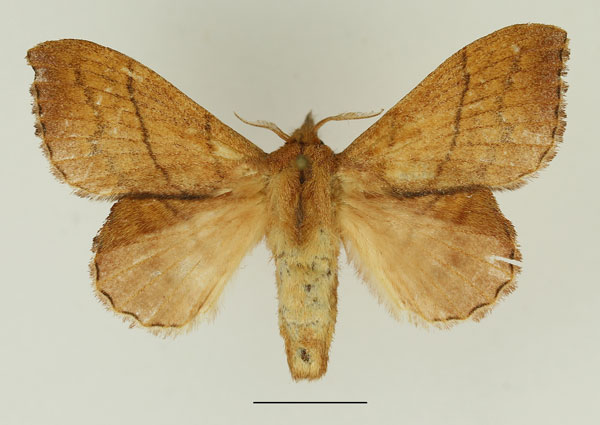 /filer/webapps/moths/media/images/E/emarginata_Leipoxais_AF_Basquin_01.jpg