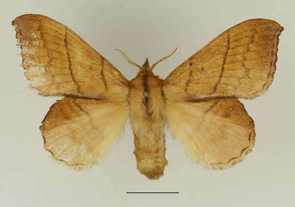 /filer/webapps/moths/media/images/E/emarginata_Leipoxais_AF_Basquin_02.jpg