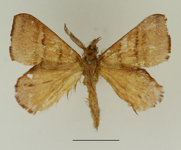 /filer/webapps/moths/media/images/E/emarginata_Leipoxais_AM_Basquin_01.jpg