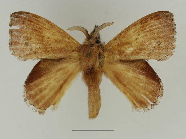 /filer/webapps/moths/media/images/E/emarginata_Leipoxais_AM_Basquin_02.jpg