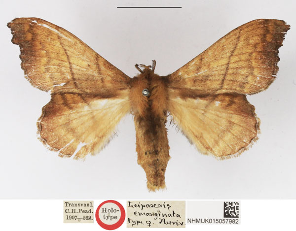 /filer/webapps/moths/media/images/E/emarginata_Leipoxais_HT_NHMUK.jpg