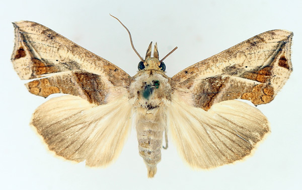 /filer/webapps/moths/media/images/E/emarginata_Oraesia_AF_TMSA_01.jpg
