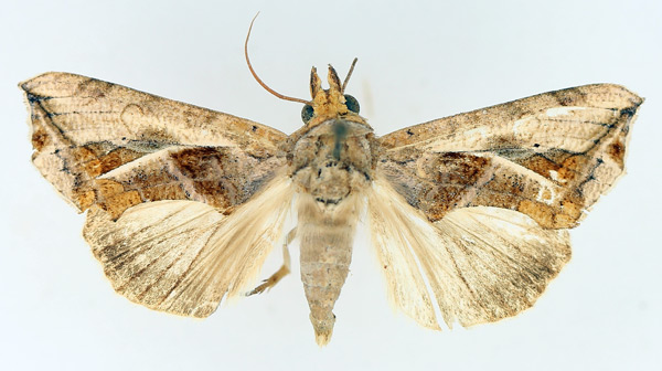 /filer/webapps/moths/media/images/E/emarginata_Oraesia_AF_TMSA_02.jpg