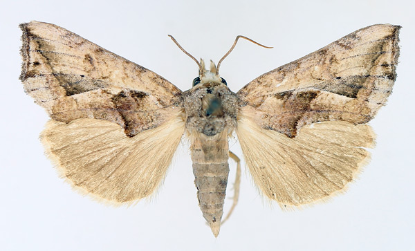 /filer/webapps/moths/media/images/E/emarginata_Oraesia_AM_TMSA_01.jpg