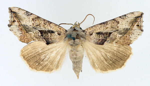 /filer/webapps/moths/media/images/E/emarginata_Oraesia_AM_TMSA_02.jpg