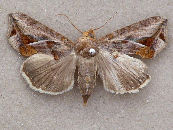/filer/webapps/moths/media/images/E/emarginata_Oraesia_A_Butler.jpg