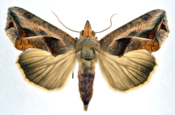 /filer/webapps/moths/media/images/E/emarginata_Oraesia_A_NHMO.jpg