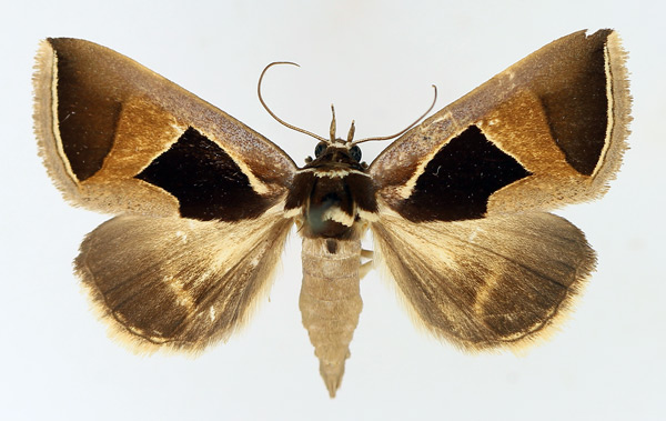 /filer/webapps/moths/media/images/E/embolophora_Fodina_AF_TMSA_01.jpg