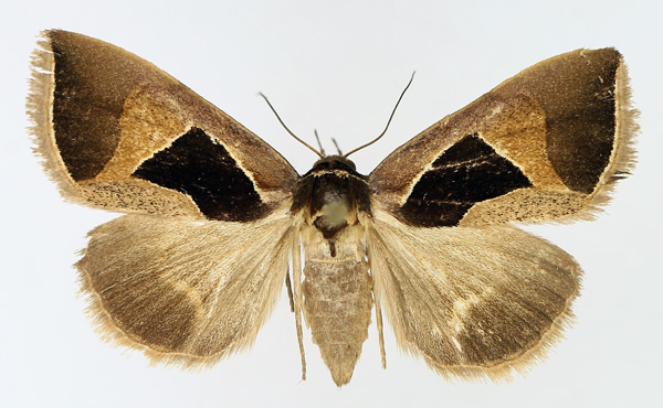 /filer/webapps/moths/media/images/E/embolophora_Fodina_AF_TMSA_02.jpg
