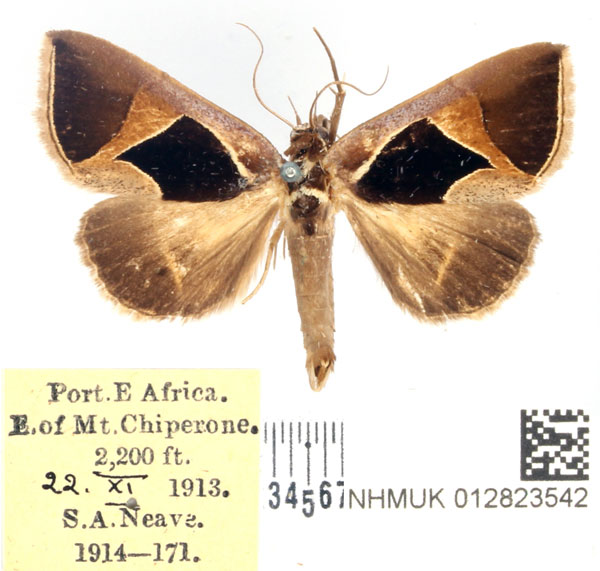 /filer/webapps/moths/media/images/E/embolophora_Fodina_AM_BMNH.jpg