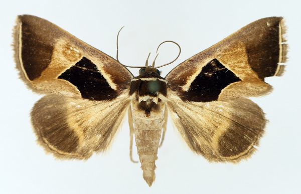 /filer/webapps/moths/media/images/E/embolophora_Fodina_AM_TMSA_01.jpg