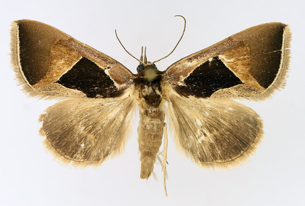 /filer/webapps/moths/media/images/E/embolophora_Fodina_AM_TMSA_02.jpg