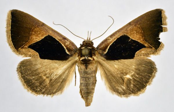 /filer/webapps/moths/media/images/E/embolophora_Fodina_A_NHMO.jpg