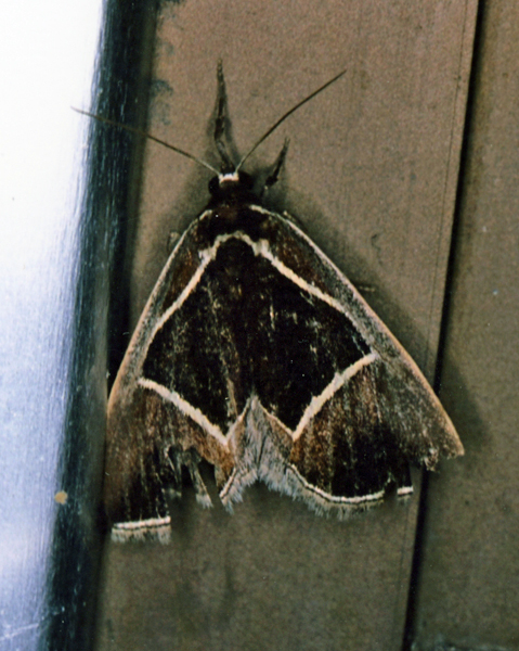 /filer/webapps/moths/media/images/E/embolophora_Fodina_A_Roland_01.jpg