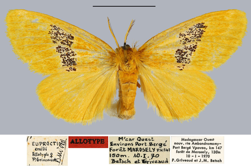 /filer/webapps/moths/media/images/E/emilei_Euproctis_AT_MNHN.jpg
