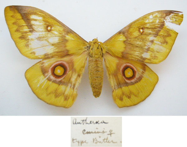 /filer/webapps/moths/media/images/E/emini_Antheraea_HT_NHMUKa.jpg