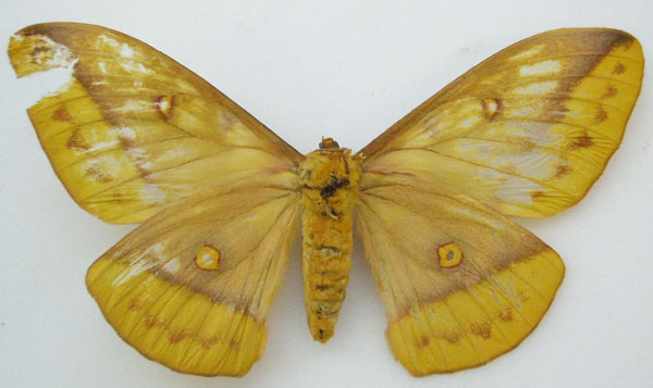 /filer/webapps/moths/media/images/E/emini_Antheraea_HT_NHMUKb.jpg
