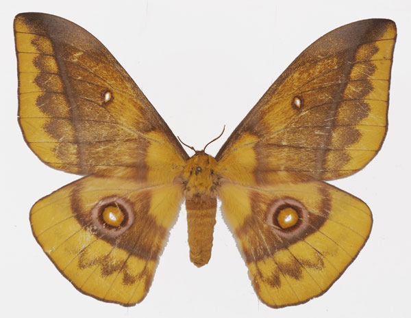 /filer/webapps/moths/media/images/E/emini_Gonimbrasia_AF_Basquin.jpg