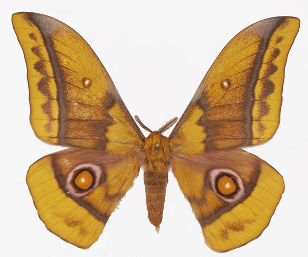 /filer/webapps/moths/media/images/E/emini_Gonimbrasia_AM_Basquin.jpg